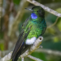 Glowing Puffleg